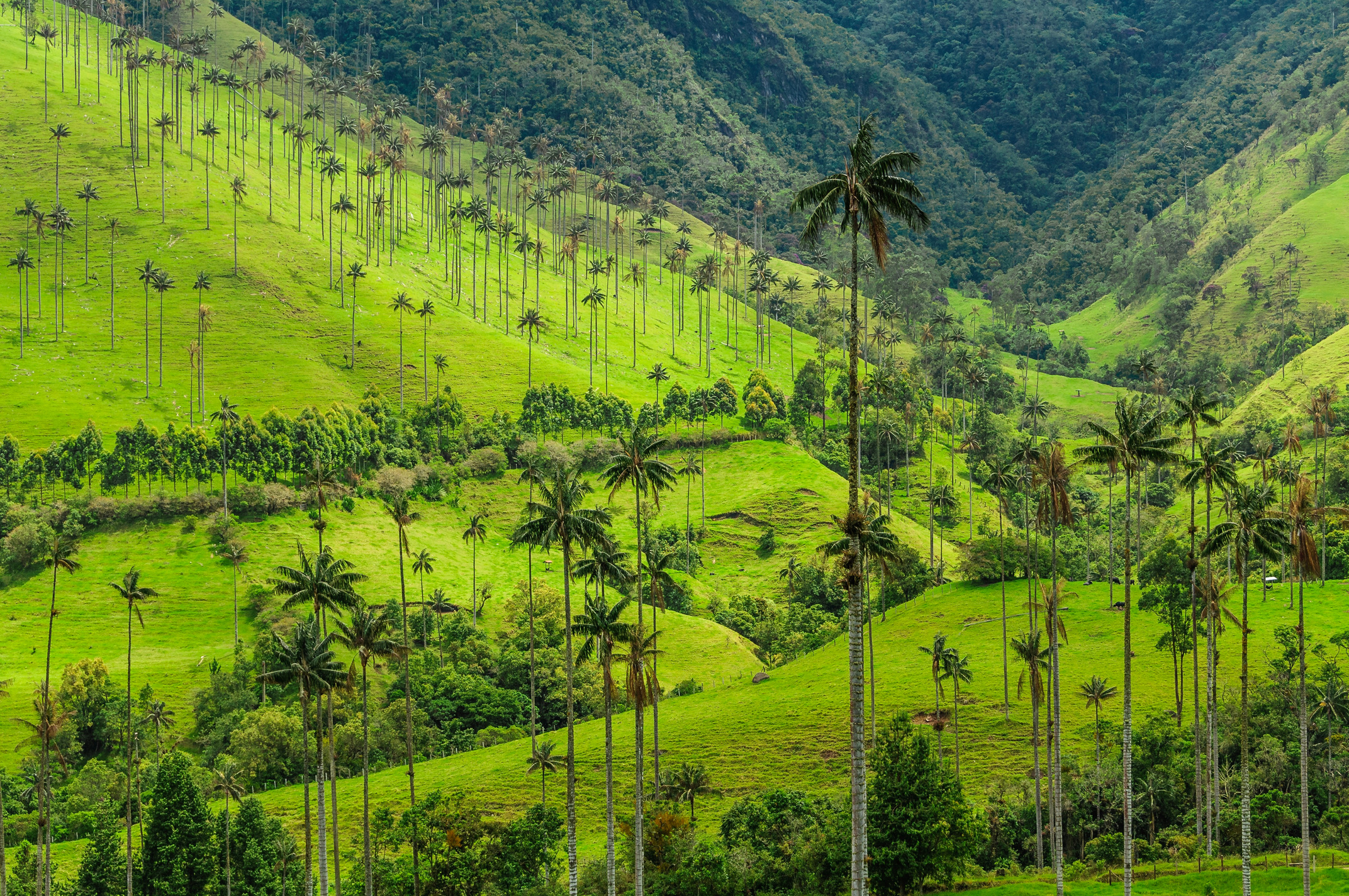 A sea of tall wax palm trees dotted on the lush green hills of Cocora Valley at Salento, Antioquia, Colombia.